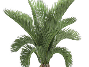 decorative palm in a white flowerpot for decor and interior design 513 3D Model