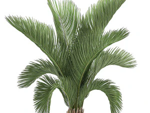 decorative palm in a white flowerpot for decor and interior design 513 3D Model