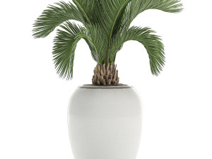 decorative palm in a white flowerpot for decor and interior design 513 3D Model