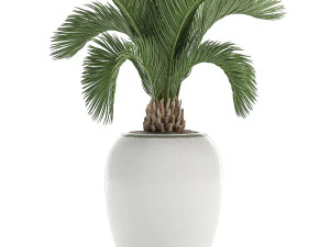 decorative palm in a white flowerpot for decor and interior design 513 3D Model