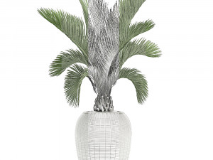 decorative palm in a white flowerpot for decor and interior design 513 3D Model