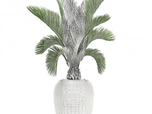 decorative palm in a white flowerpot for decor and interior design 513 3D Model