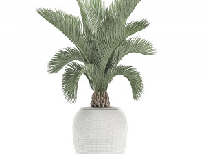 decorative palm in a white flowerpot for decor and interior design 513 3D Model