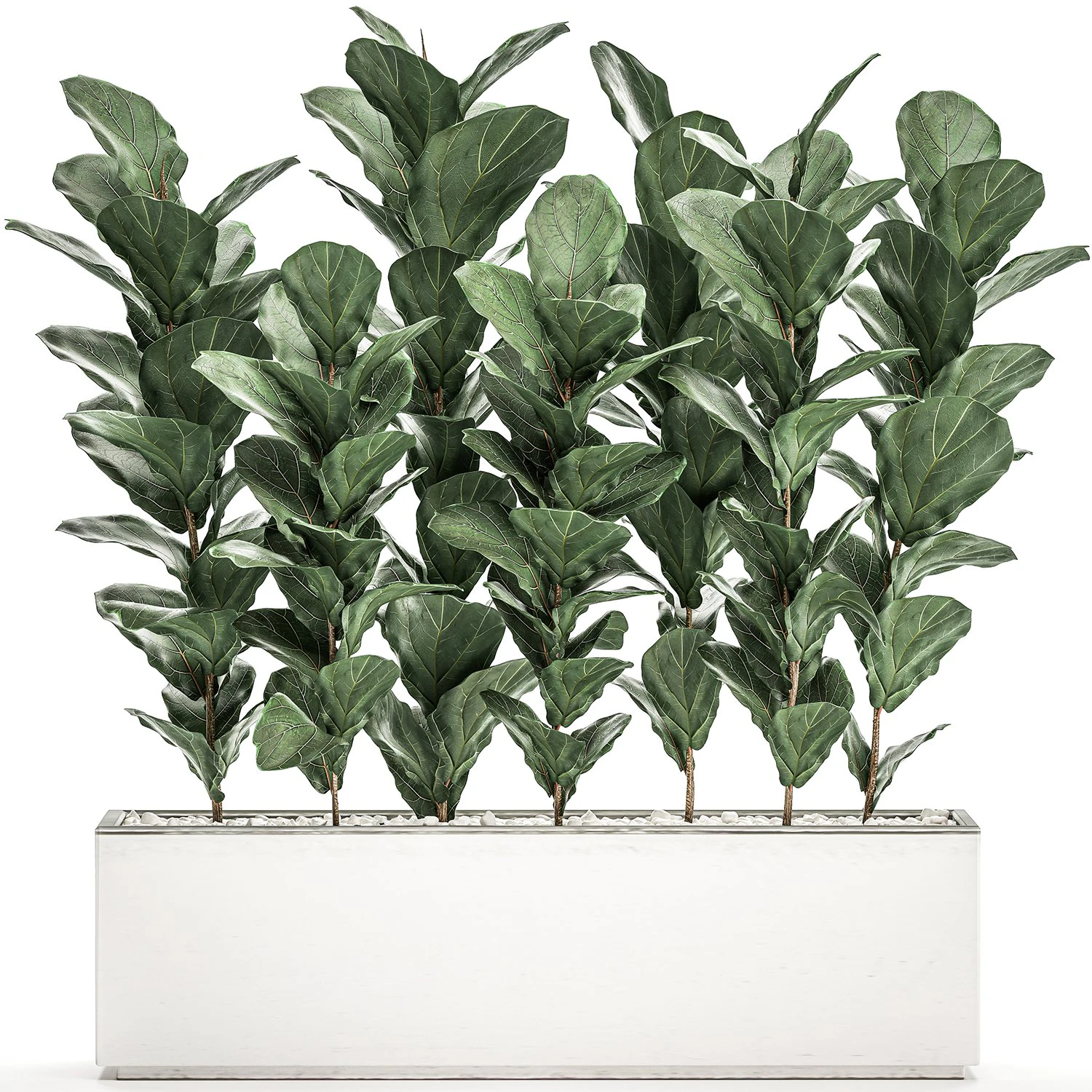 decorative ficus tree in a white flowerpot 514 3D Model .c4d .max .obj .3ds .fbx .stl .blend 