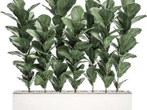 decorative ficus tree in a white flowerpot 514 3D Model
