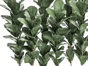 decorative ficus tree in a white flowerpot 514 Modèle 3D