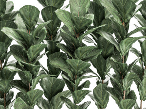decorative ficus tree in a white flowerpot 514 Modèle 3D