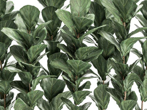 decorative ficus tree in a white flowerpot 514 3D Model