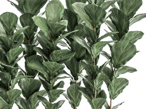 decorative ficus tree in a white flowerpot 514 3D Model