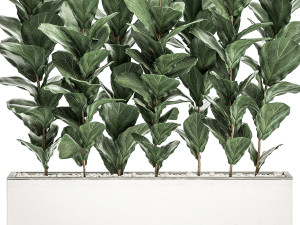 decorative ficus tree in a white flowerpot 514 Modèle 3D