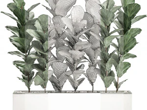 decorative ficus tree in a white flowerpot 514 3D Model