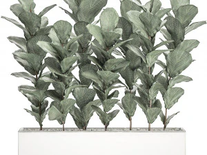 decorative ficus tree in a white flowerpot 514 3D Model
