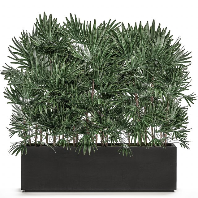 decorative plants in a black flowerpot 515 Modelo 3D .c4d .max .obj .3ds .fbx .stl .blend 