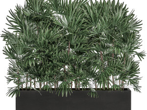 decorative plants in a black flowerpot 515 3Dモデル
