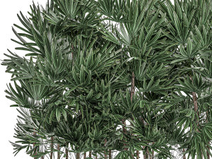 decorative plants in a black flowerpot 515 Modelo 3D