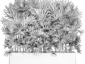decorative plants in a black flowerpot 515 Modelo 3D