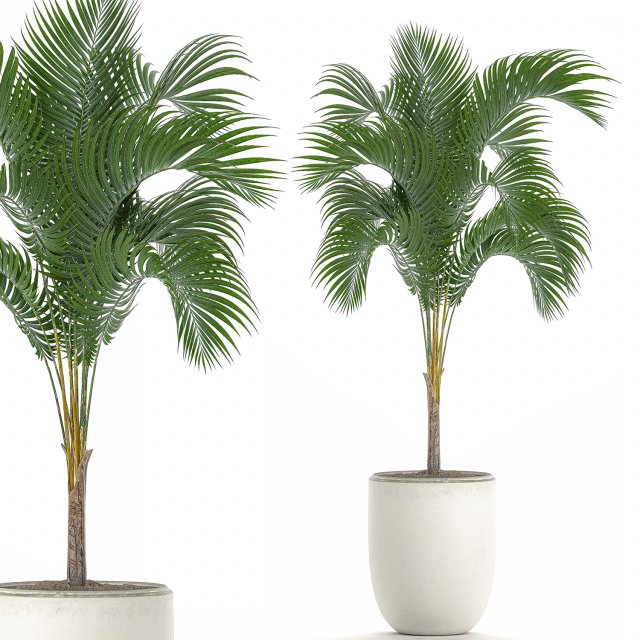 decorative palm in a white flowerpot 516 Modello 3D .c4d .max .obj .3ds .fbx .stl .blend 