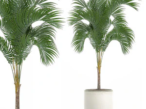 Decorative palm in a white flowerpot 516 3D Model