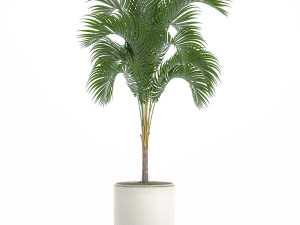 decorative palm in a white flowerpot 516 Modello 3D