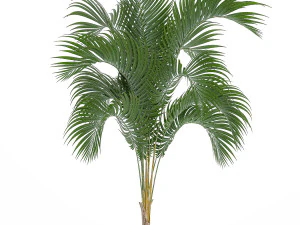 Decorative palm in a white flowerpot 516 3D Model