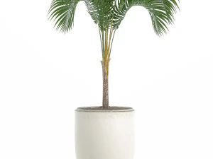 Decorative palm in a white flowerpot 516 3D Model