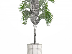decorative palm in a white flowerpot 516 Modello 3D
