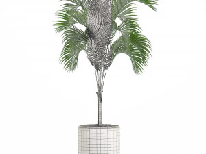 Decorative palm in a white flowerpot 516 3D Model