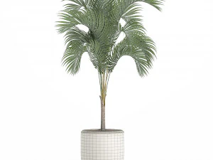 Decorative palm in a white flowerpot 516 3D Model