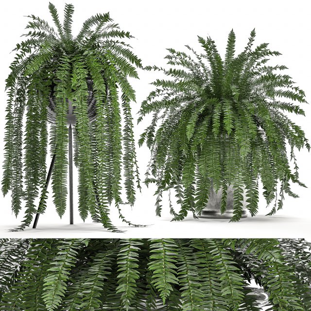 decorative fern in a white flowerpot 517 3D 模型 .c4d .max .obj .3ds .fbx .stl .blend 