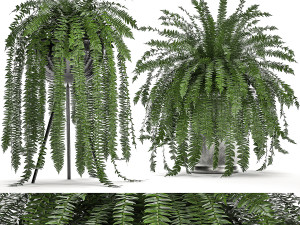 decorative fern in a white flowerpot 517 Modelo 3D