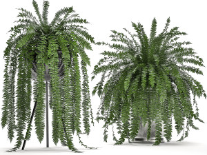 decorative fern in a white flowerpot 517 3D 模型