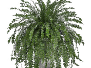 decorative fern in a white flowerpot 517 3D 模型