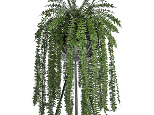 decorative fern in a white flowerpot 517 3D 模型