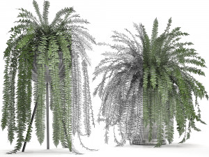 decorative fern in a white flowerpot 517 3D 模型