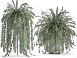 decorative fern in a white flowerpot 517 3D 模型