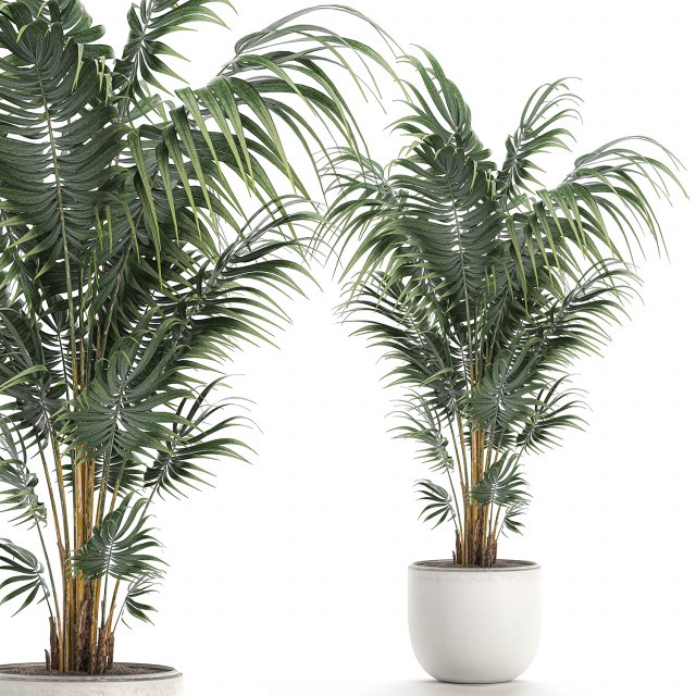 decorative palm in a white flowerpot 518 3D 모델 .c4d .max .obj .3ds .fbx .stl .blend 