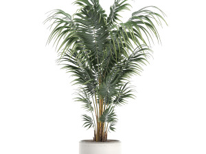decorative palm in a white flowerpot 518 3D 모델