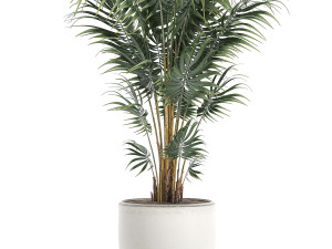 decorative palm in a white flowerpot 518 3D 모델