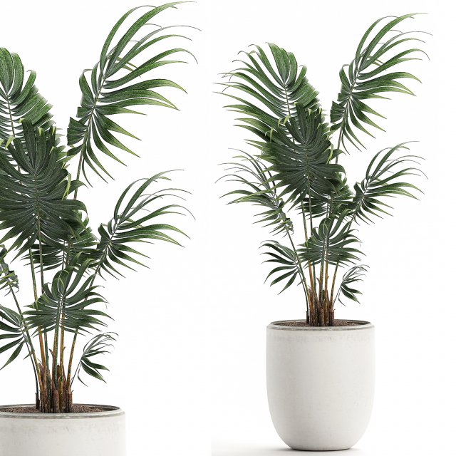 decorative palm in a white flowerpot 519 3D 模型 .c4d .max .obj .3ds .fbx .stl .blend 