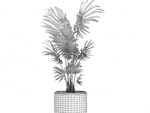decorative palm in a white flowerpot 519 3D Model