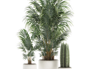 decorative palm in a white flowerpot 520 Modello 3D