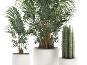 decorative palm in a white flowerpot 520 Modello 3D