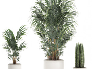 decorative palm in a white flowerpot 520 Modello 3D