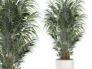 decorative palm in a white flowerpot 520 Modello 3D