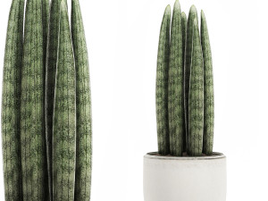 decorative palm in a white flowerpot 520 Modello 3D