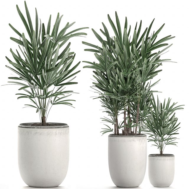 decorative palm in a white flowerpot 521 3D 模型 .c4d .max .obj .3ds .fbx .stl .blend 