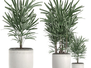 decorative palm in a white flowerpot 521 3D Models
