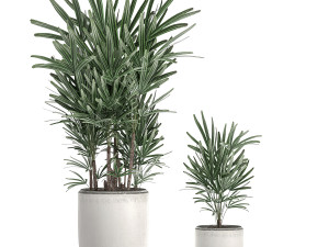 decorative palm in a white flowerpot 521 3D 模型