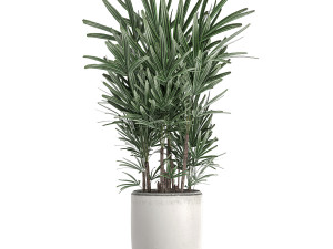 decorative palm in a white flowerpot 521 3D 模型