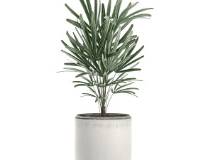 decorative palm in a white flowerpot 521 3D 模型